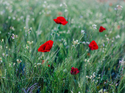 Le Coquelicot