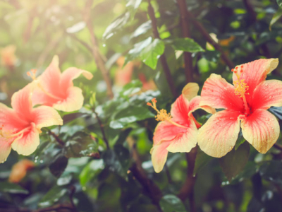 Les bienfaits de l’hibiscus : un trésor bien-être, beauté et jardin